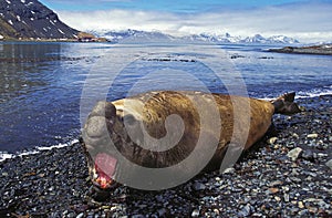 Southern Elephant Seal, mirounga leonina, Male laying on Beach in Defensive Posture, Antarctica