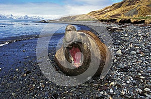 Southern Elephant Seal, mirounga leonina, Male laying on Beach in Defensive Posture, Antarctica