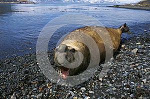 Southern Elephant Seal, mirounga leonina, Male with Open Mouth, Laying on Beach, Antarctica