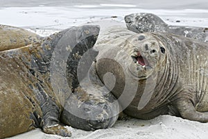 Southern elephant seal, Mirounga leonina,