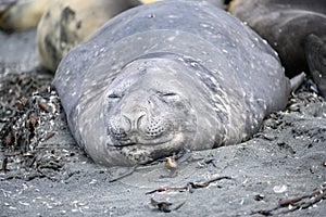 Southern Elephant Seal - Mirounga leonina - resting on beach in South Georgia