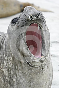 Southern elephant seal, Mirounga leonina, photo