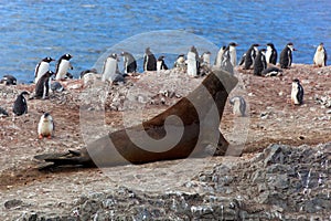 Southern elephant seal with penguins, Antarctica