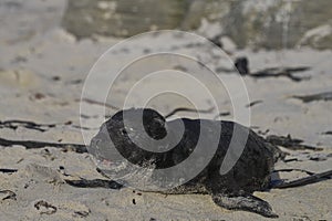 Southern Elephant Seal pup in the Falkland Islands