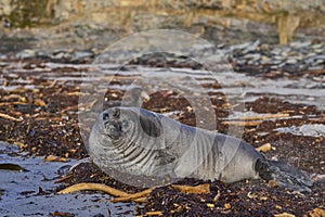 Southern Elephant Seal pup in the Falkland Islands