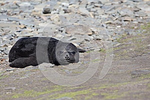 Southern Elephant Seal pup (Mirounga leonina;) on a rocky beach photo