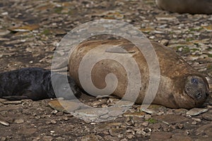 Southern Elephant Seal and pup on Saunders Island in the Falkland Islands