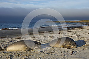 Southern Elephant Seal pups on the Falkland Islands