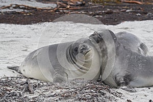 Southern Elephant Seal pups in the Falkland Islands