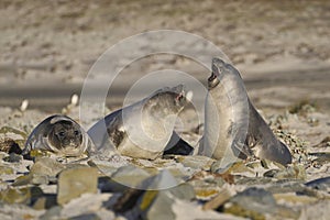Southern Elephant Seal pups fighting in the Falkland Islands