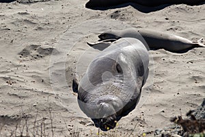 Southern Elephant Seal pups Mirounga leonina on a sandy beach in California