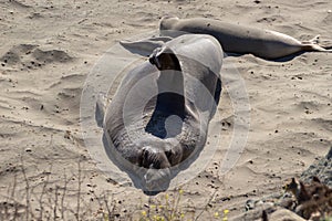 Southern Elephant Seal pups Mirounga leonina on a sandy beach in California