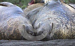 Southern Elephant Seal, Zuidelijke Zeeolifant, Mirounga leonina