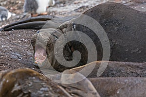 Southern elephant seals - Antarctic Peninsula, Antarctica.