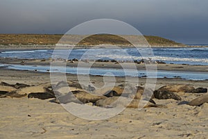 Southern Elephant Seals in the Falkland Islands