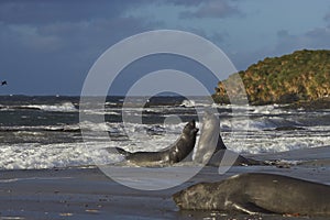 Southern Elephant Seals - Falkland Islands