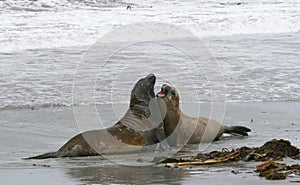 Southern elephant seals (Mirounga leonina) photo