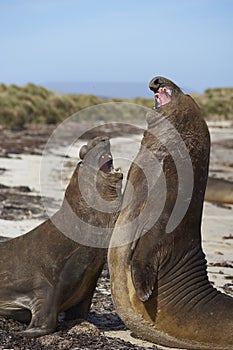 Southern Elephant Seals (Mirounga leonina) fighting