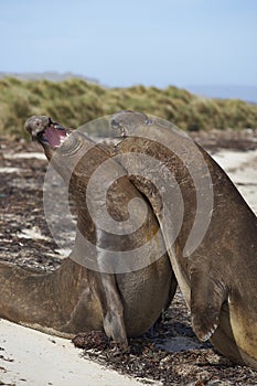 Southern Elephant Seals (Mirounga leonina) fighting