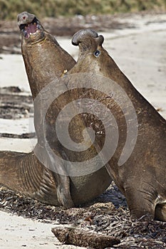 Southern Elephant Seals (Mirounga leonina) fighting