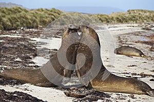 Southern Elephant Seals (Mirounga leonina) fighting