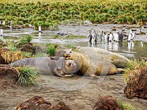 Southern elephant seals molting on South Georgia Island.
