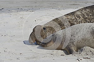 Southern Elephant Seals on Sea Lion Island