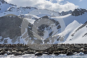 Southern Elephant Seals , South Georgia, Antarctica