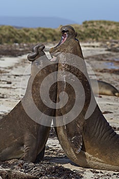 Southern Elephant Seals (Mirounga leonina) fighting photo