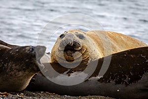 Southern Elephant Seals in Yankee Harbour, Antarctica