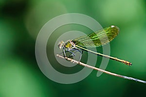 Southern Emerald Damselfly (Lestes barbarus) perched on the end of a twig, taken in London, UK