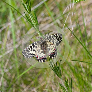 Southern Festoon butterfly in its habitat