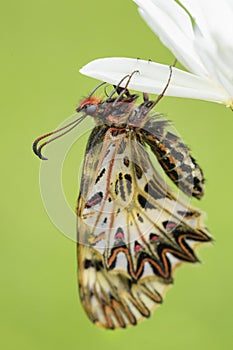 Southern Festoon butterfly - Zerynthia polyxena