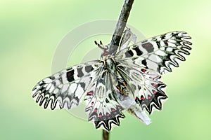 Southern Festoon butterfly - Zerynthia polyxena