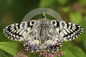 Southern Festoon butterfly - Zerynthia polyxena