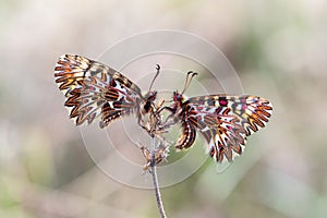 Southern festoon (Zerynthia polyxena) butterfly