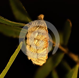 Southern flannel moth puss caterpillar