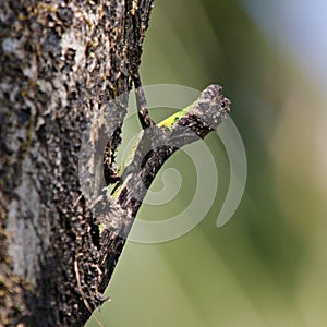 Meridionale volare lucertola ()  