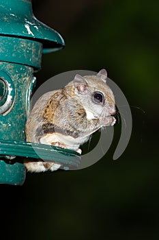 Southern Flying Squirrel