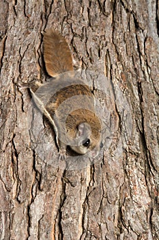 Southern Flying Squirrel