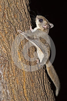 Southern Flying Squirrel