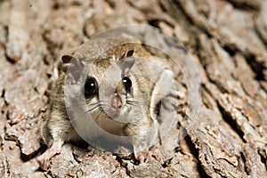 Southern Flying Squirrel