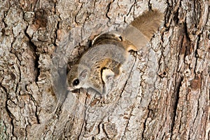 Southern Flying Squirrel