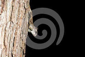 Southern Flying Squirrel