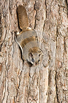 Southern Flying Squirrel