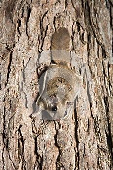 Southern Flying Squirrel