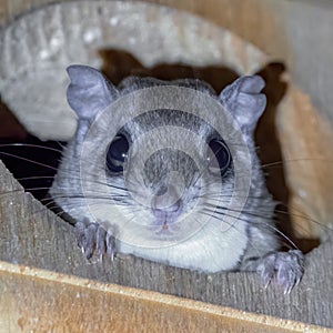 Southern flying squirrel - Glaucomys volans