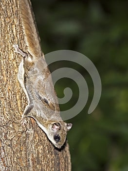 Southern Flying Squirrel