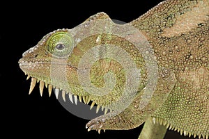 Southern four-horned chameleon Trioceros quadricornis quadricornis