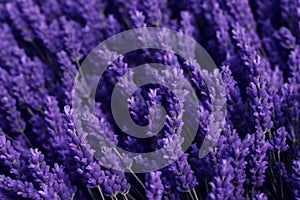 Southern France Italy lavender Provence field blooming violet flowers aromatic purple herbs plants nature beauty perfume